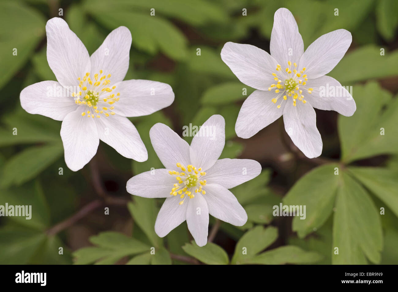 Anémone des bois (Anemone nemorosa), la floraison, l'ALLEMAGNE, Basse-Saxe Banque D'Images