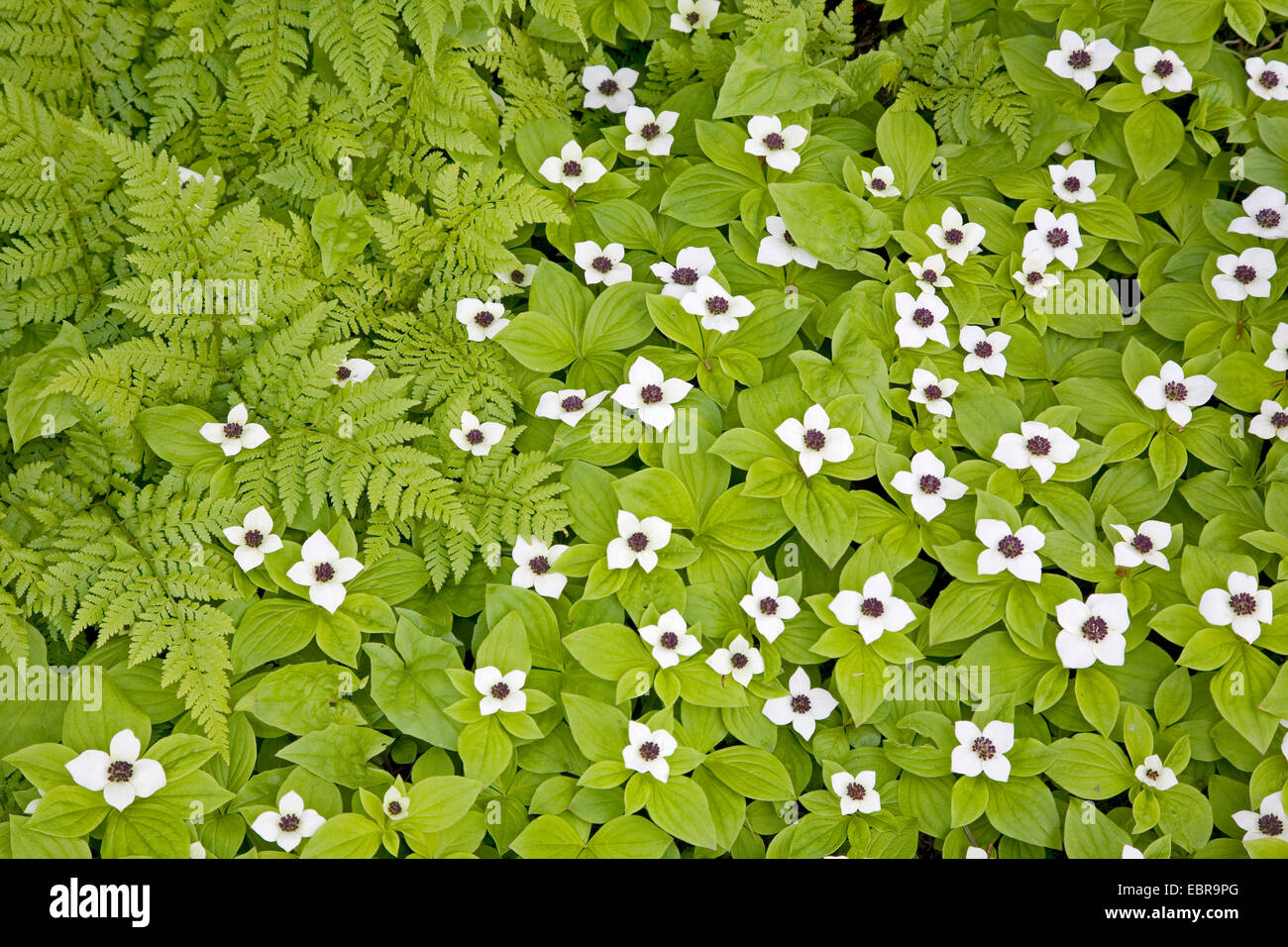 Le cornouiller du Canada, dwarf cornel (Cornus canadensis), la floraison, USA, Alaska, le Mont Roberts Banque D'Images