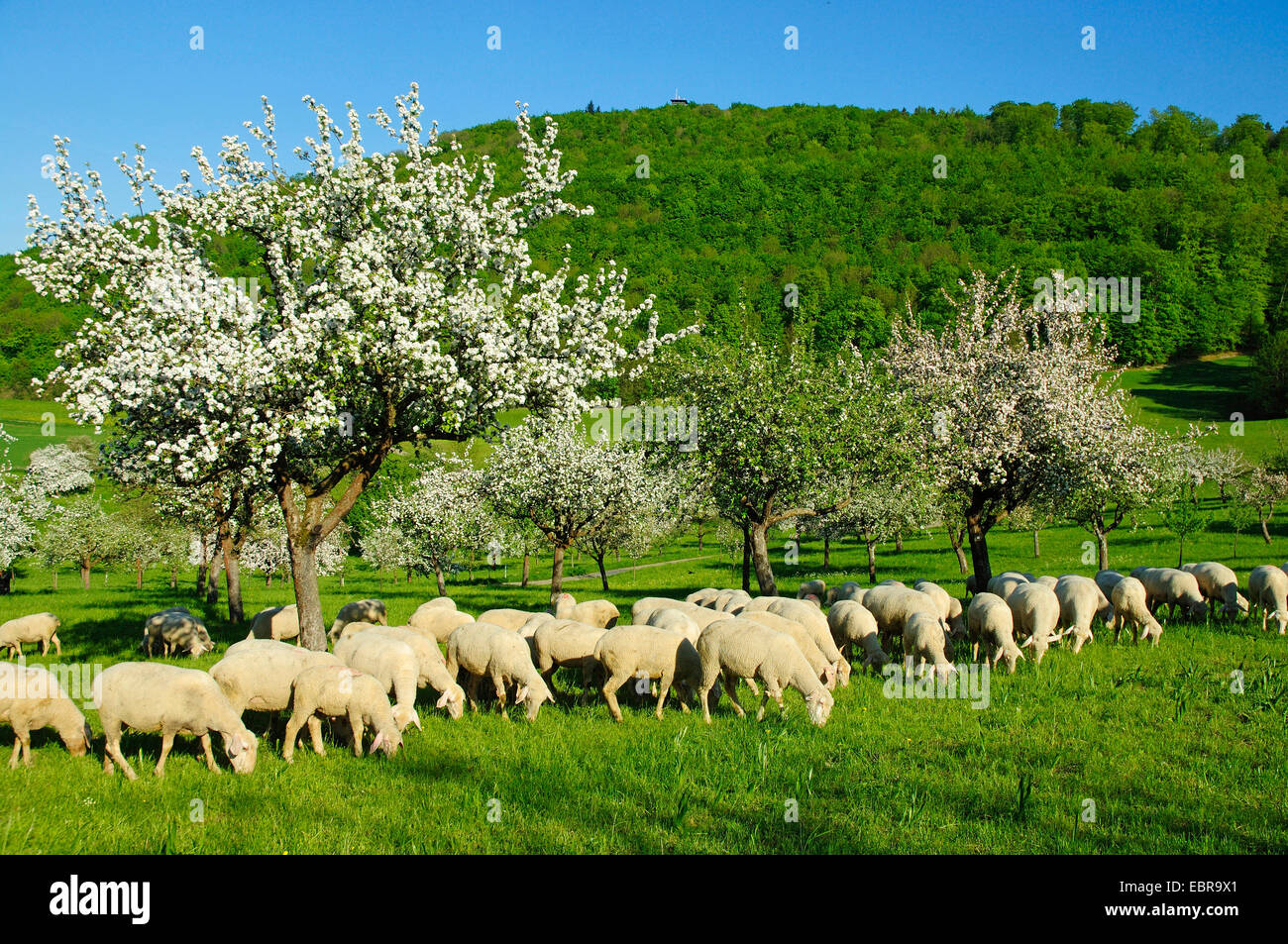 Pommier (Malus domestica), troupeau de moutons dans une prairie d'arbres fruitiers à la montagne locale de Aalen, Allemagne, Bade-Wurtemberg, Aalen Banque D'Images