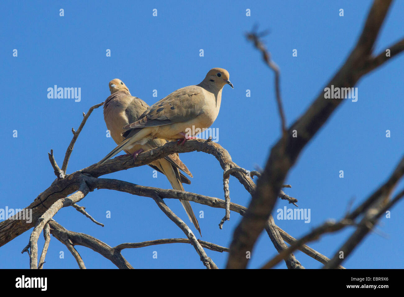 La tourterelle triste (Zenaida macroura), couple assis sur un arbre, Arizona, USA Banque D'Images