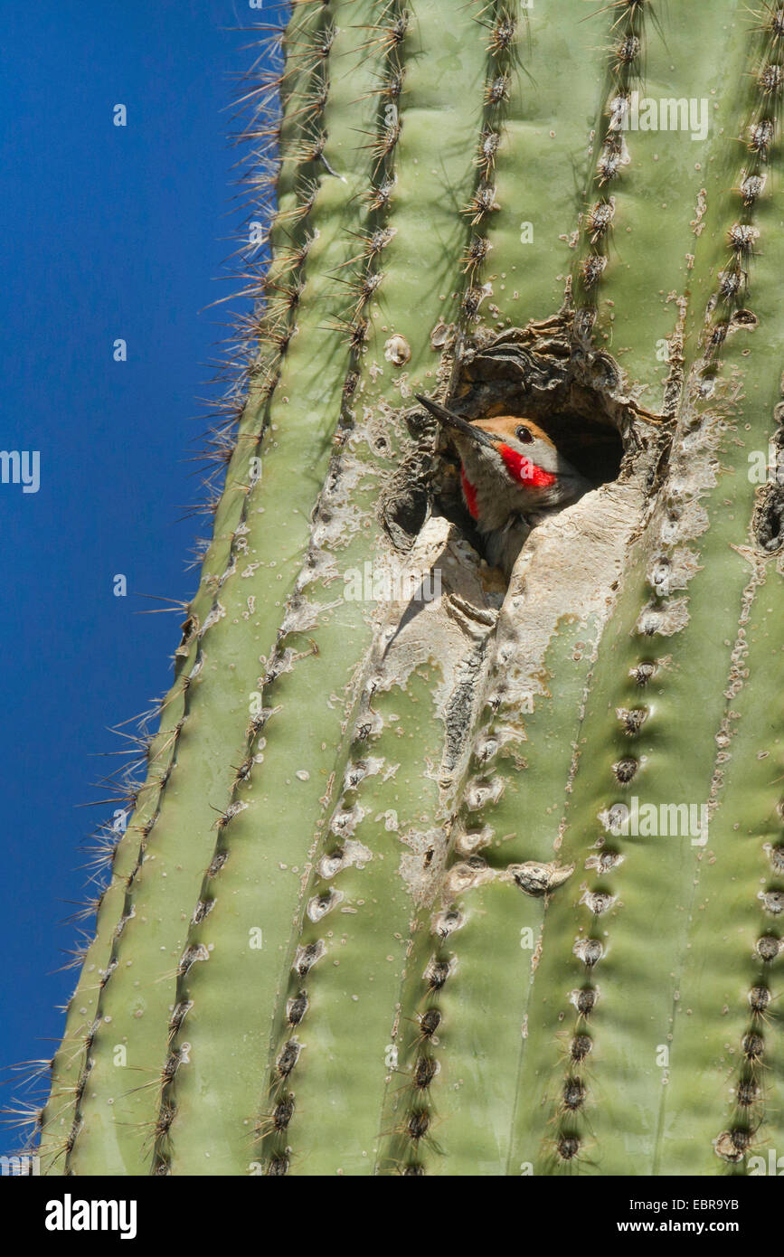 Pic flamboyant (Colaptes chrysoides Gildet), homme à la nidification à l'trou dans un saguaro, USA, Arizona Banque D'Images