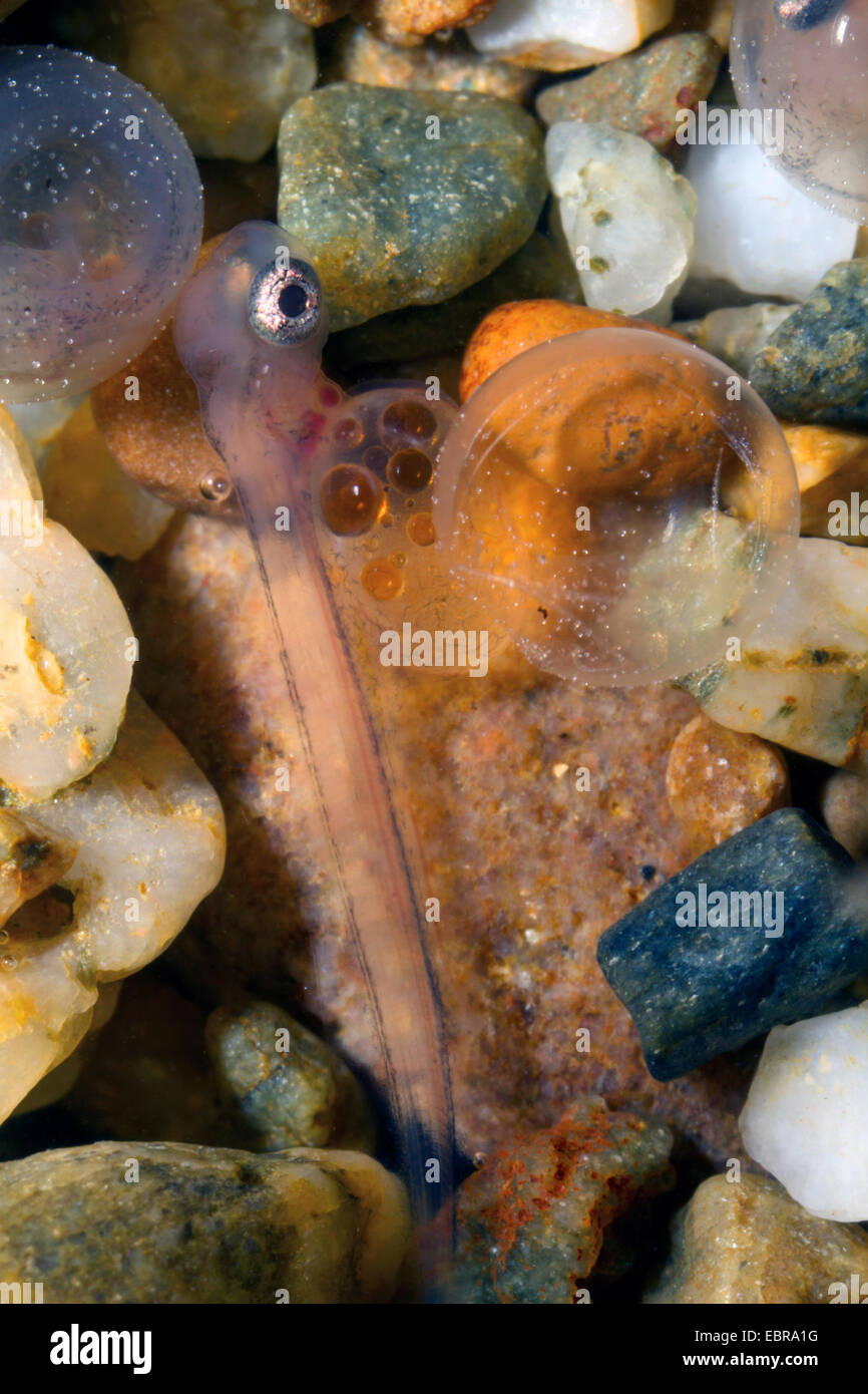 L'ombre (Thymallus thymallus), larve immédiatement après l'éclosion avec coquille d', Allemagne Banque D'Images