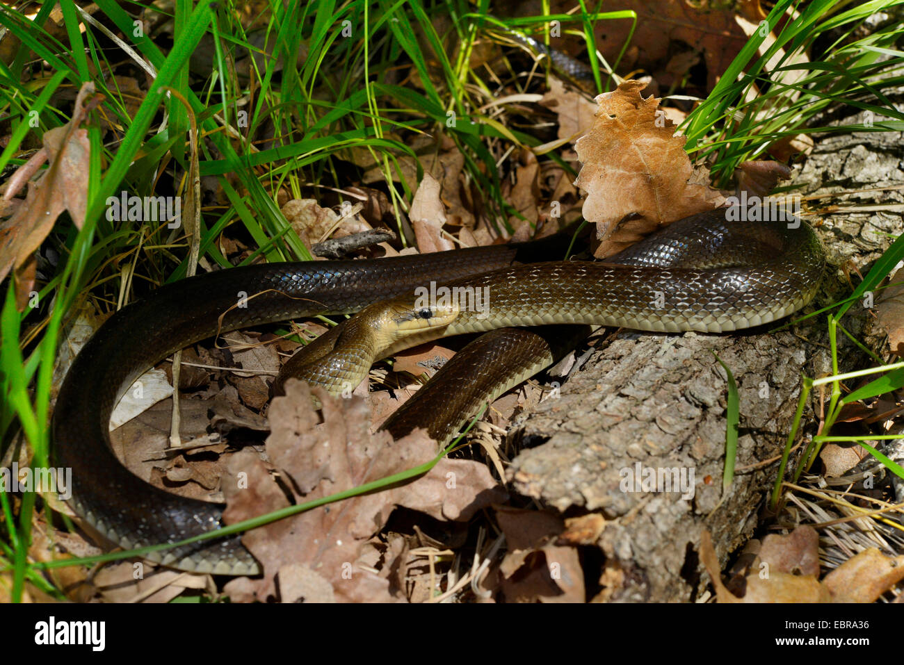 Aesculapian snake (Elaphe longissima, Zamenis longissimus), mis en place sur le terrain, Bulgarie, Biosphaerenreservat Ropotamo Banque D'Images