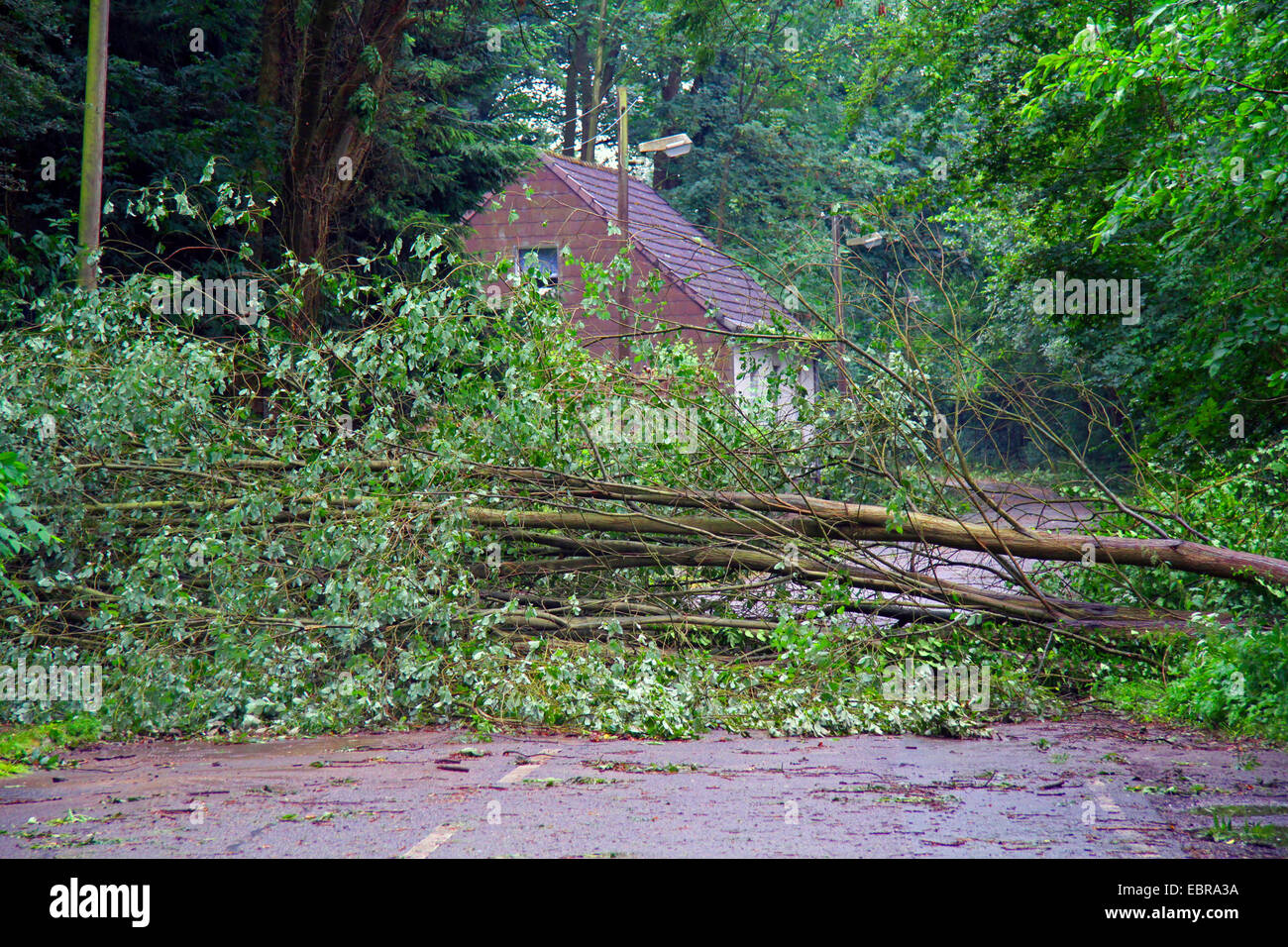 Tronc d'un saule tombé sur une rue, storm front Ela à 2014-06-09, l'Allemagne, en Rhénanie du Nord-Westphalie, région de la Ruhr, à Essen Banque D'Images