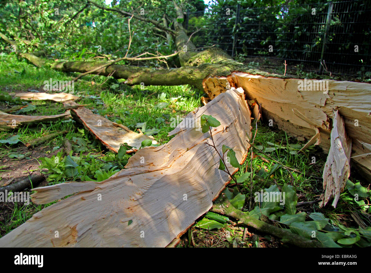 Tronc cassé après la tempête/Ela à 2014-06-09, l'Allemagne, en Rhénanie du Nord-Westphalie, région de la Ruhr, à Essen Banque D'Images