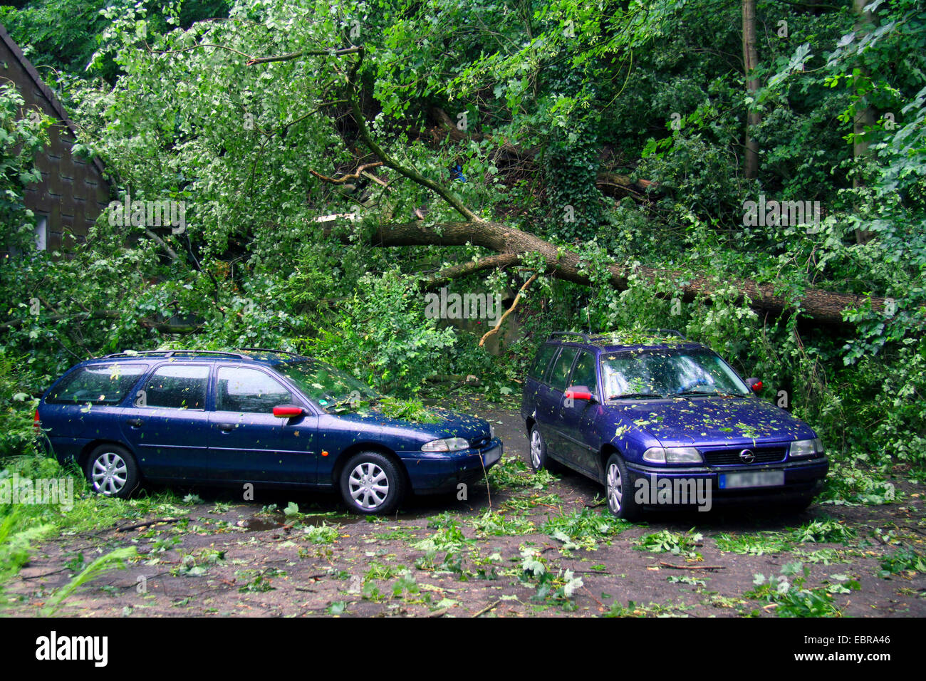 Tronc d'un orme tombé sur une rue à démolir les voitures, storm front Ela à 2014-06-09, l'Allemagne, en Rhénanie du Nord-Westphalie, région de la Ruhr, à Essen Banque D'Images