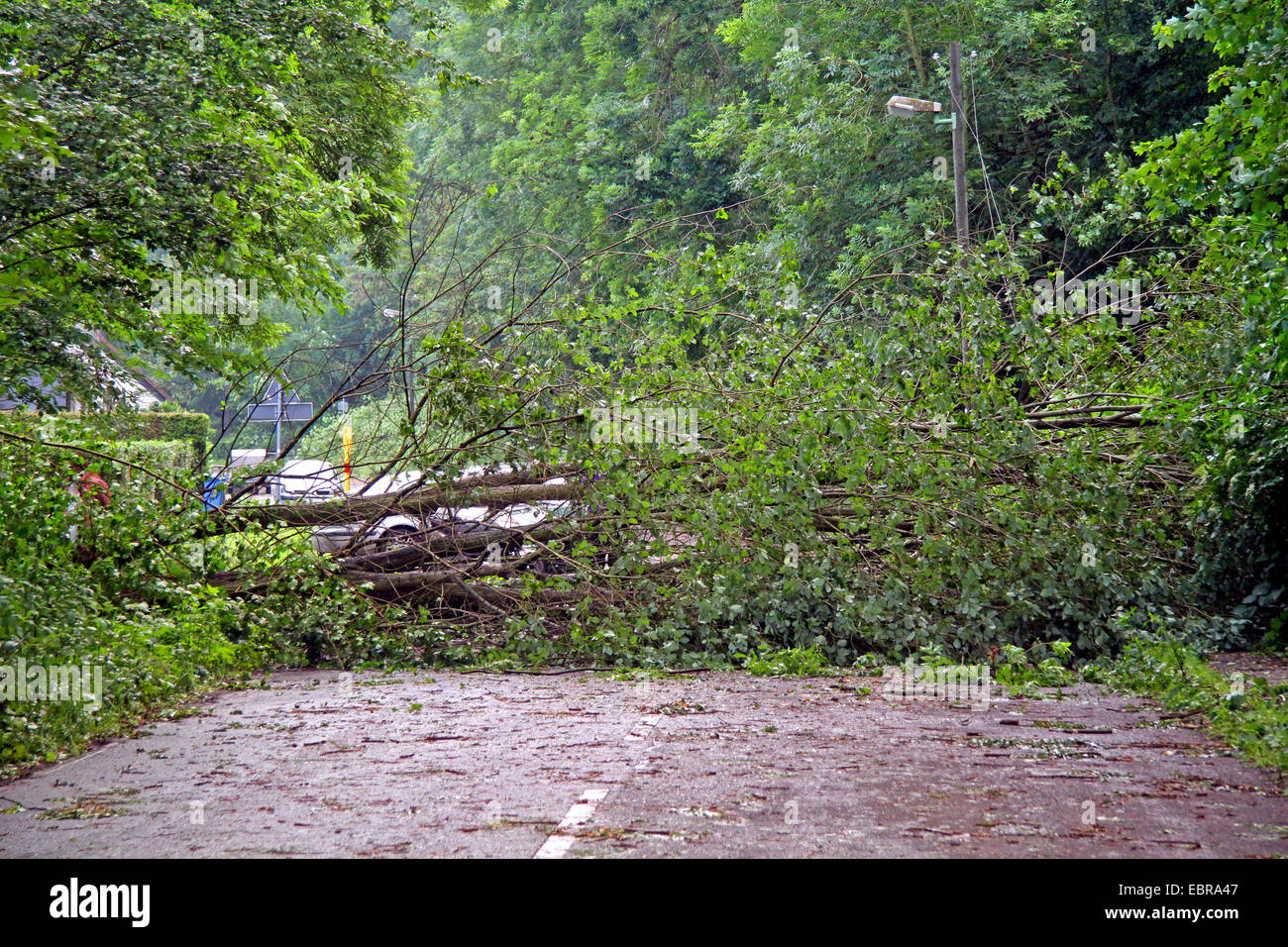 Tronc d'un saule tombé sur une rue, storm front Ela à 2014-06-09, l'Allemagne, en Rhénanie du Nord-Westphalie, région de la Ruhr, à Essen Banque D'Images