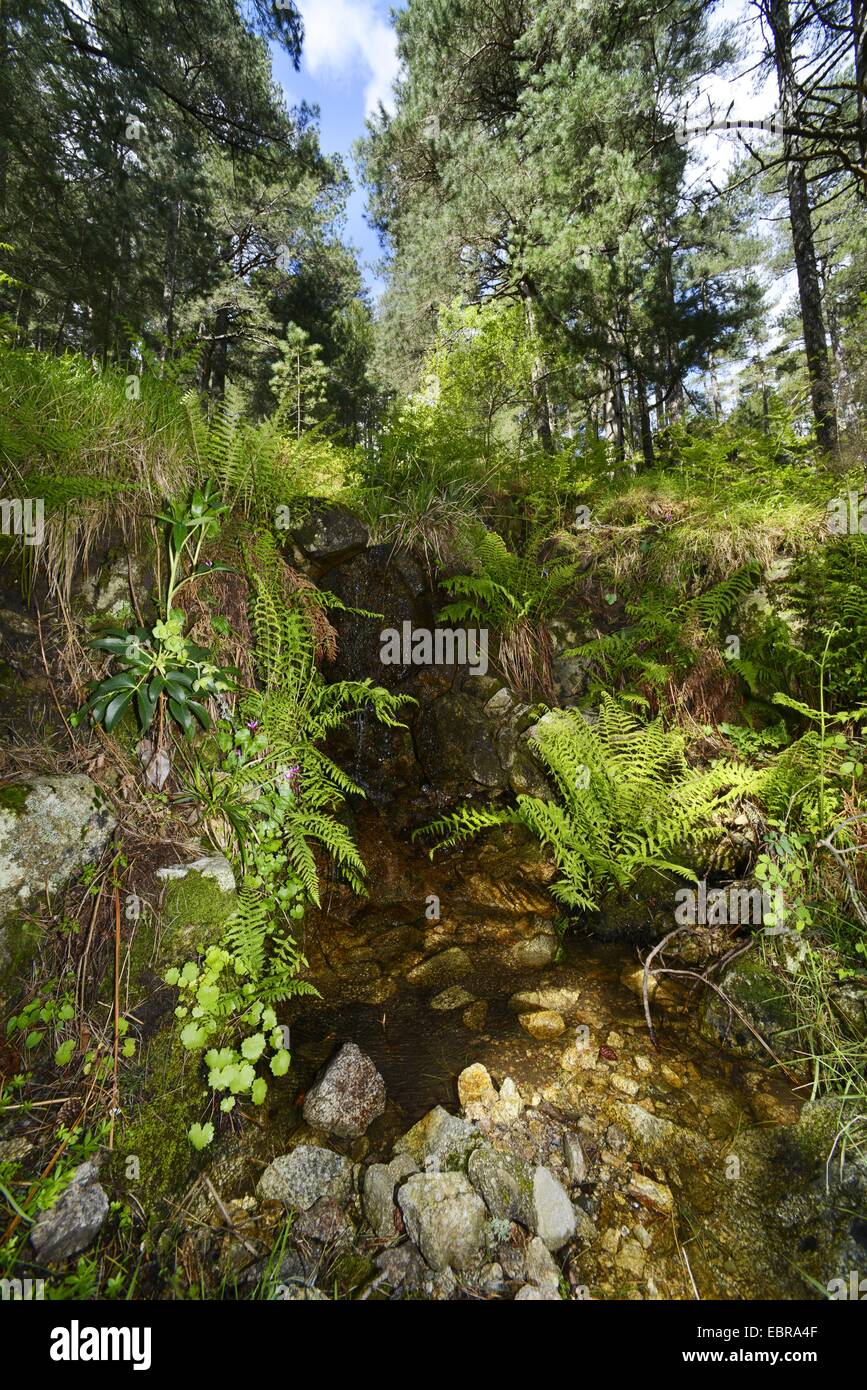 Forêt de biotopes creek au Col de Bavella en Corse, France, Corse, le Col de Bavella, Bavellapass Bavella-Pass,, Aiguilles de Bavella Banque D'Images