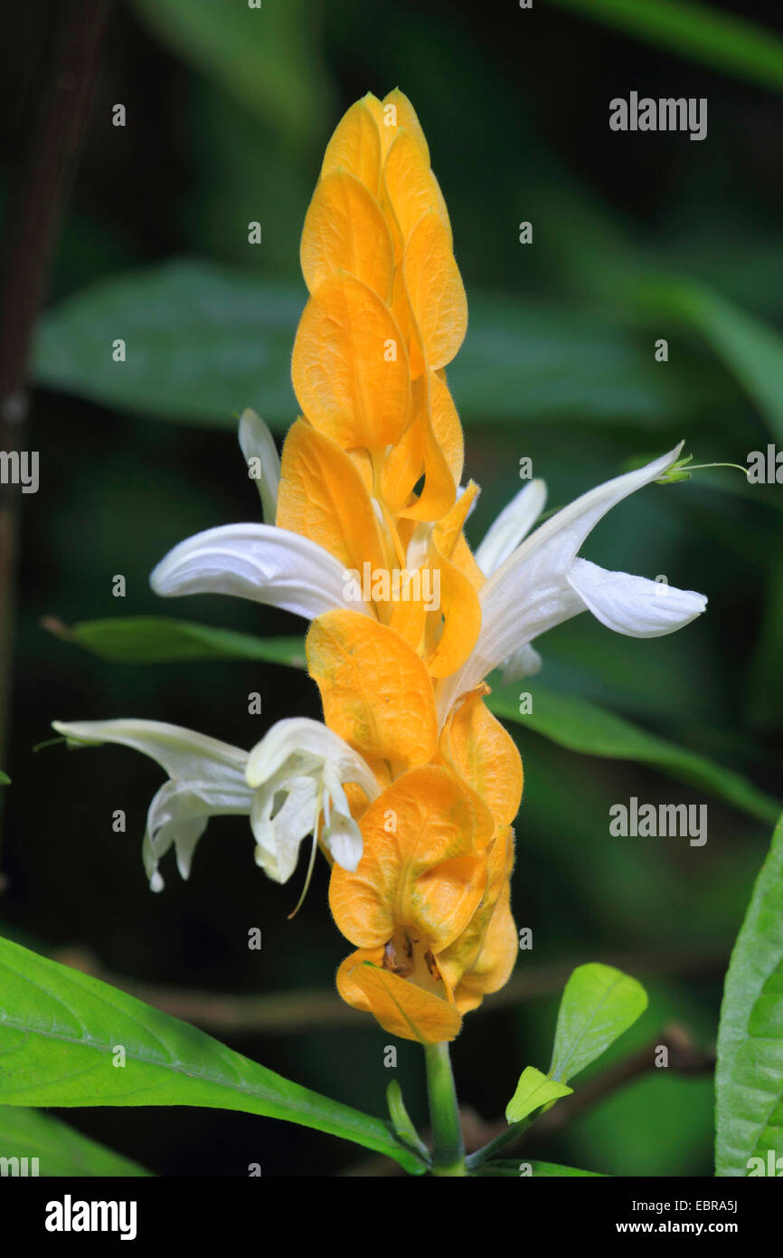 Bougie or, Lollipop Plant, usine de crevettes d'Or (Pachystachys lutea), inflorescence Banque D'Images