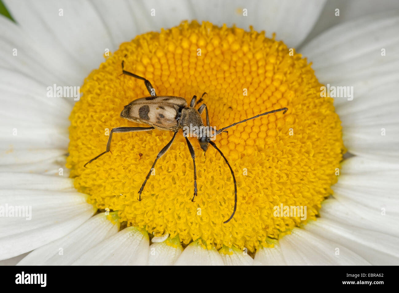 Le longicorne mouchetée (Pachytodes cerambyciformis Judolia cerambyciformis,), assis sur une marguerite, Allemagne Banque D'Images