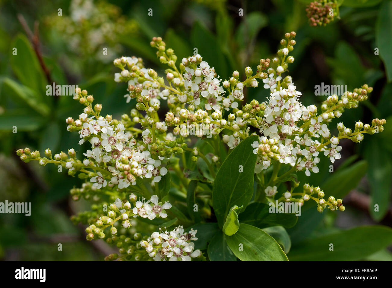 Sibirea Sibiraea altaiensis croate (var. croatica, Sibiraea laevigata), blooming Banque D'Images