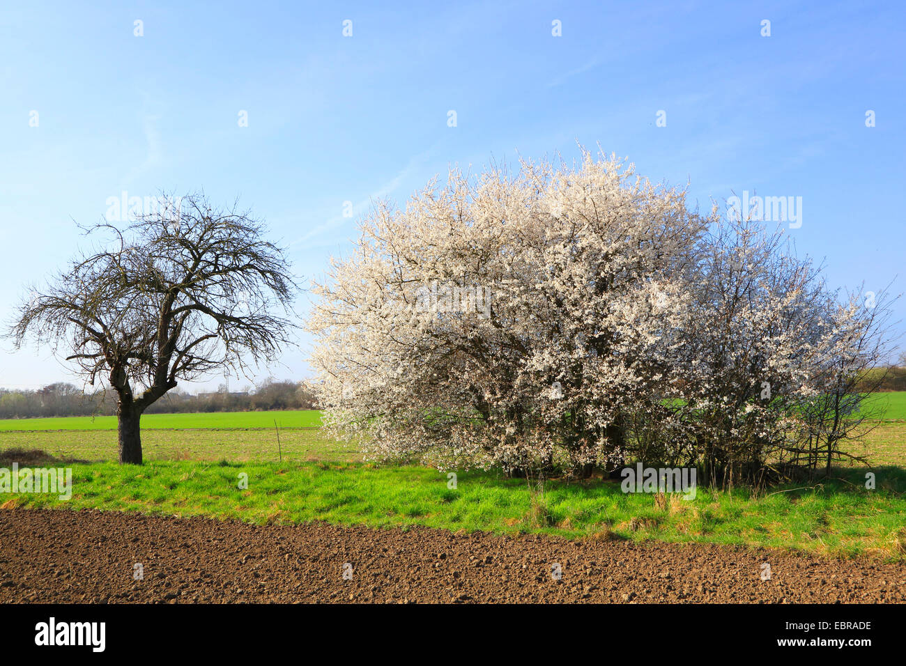 Prunellier, prunelle (Prunus spinosa), blooming prunelle à un champ, Allemagne Banque D'Images