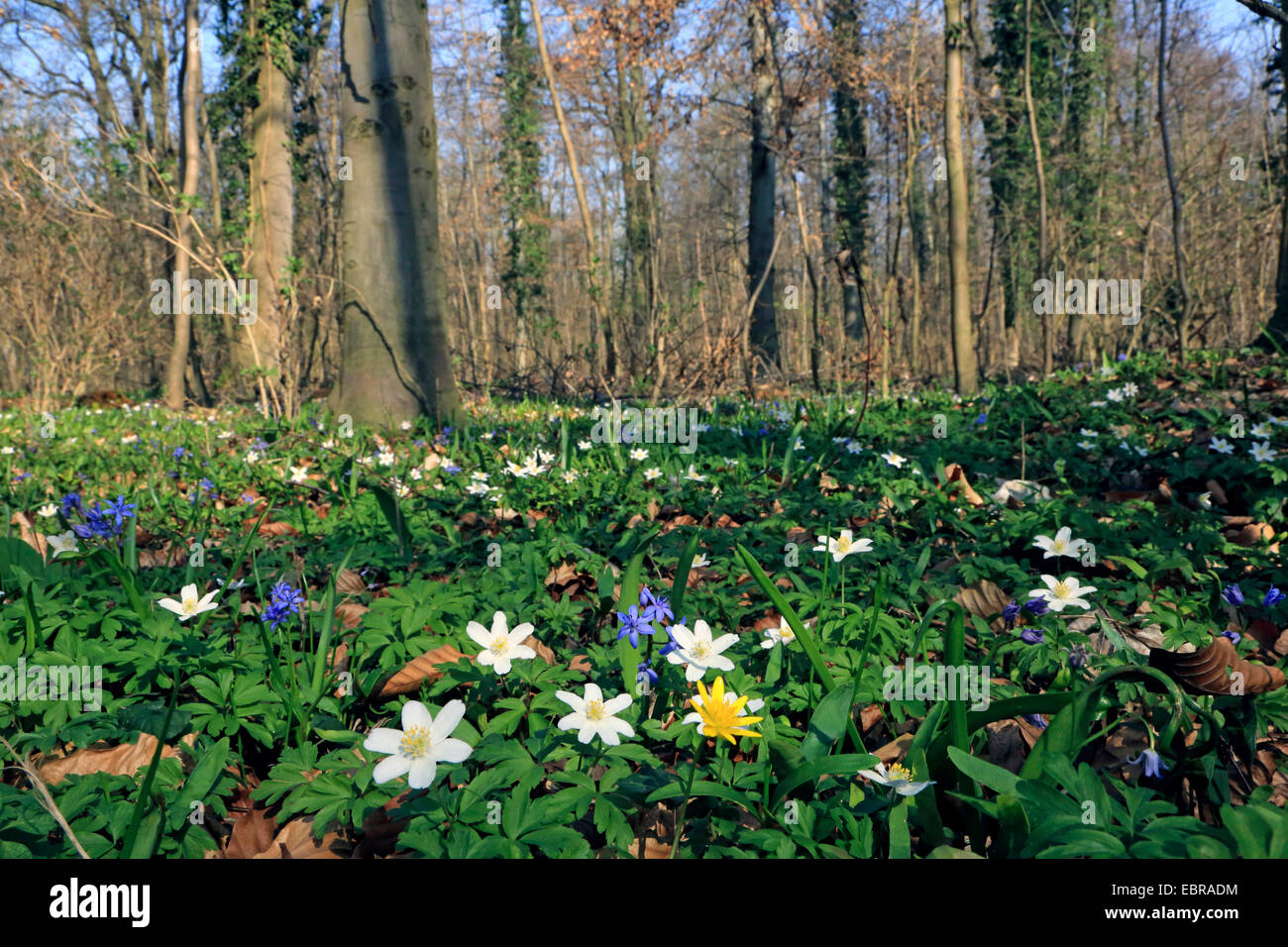 Anémone des bois (Anemone nemorosa), rivière des plaines d'inondation au printemps avec la floraison , Allemagne Banque D'Images