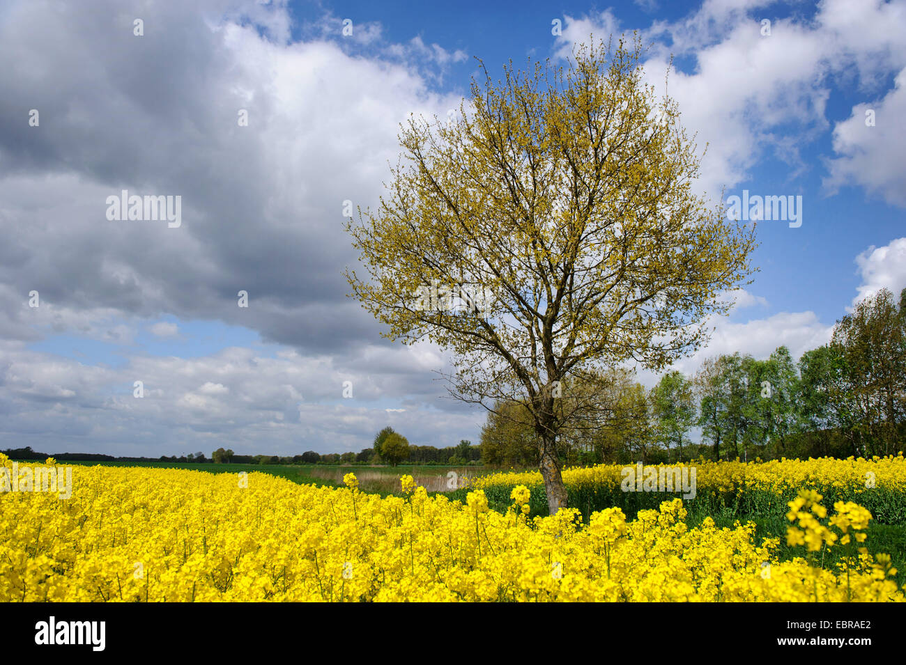 Le viol, le navet (Brassica napus), arbre dans un champ de colza, de l'ALLEMAGNE, Basse-Saxe Oldenburger Muensterland Banque D'Images