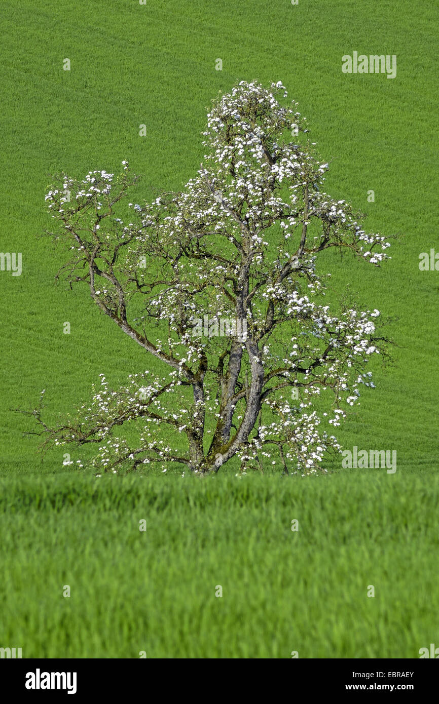 Arbres fruitiers en fleurs au printemps dans un champ, Allemagne Banque D'Images