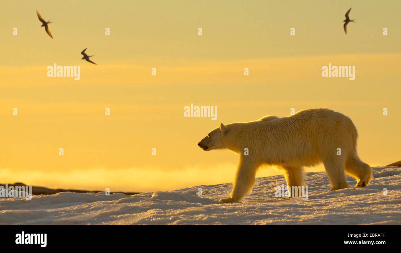 L'ours polaire (Ursus maritimus), dans la lumière du soir avec les oiseaux de mer, la Norvège, Svalbard Banque D'Images