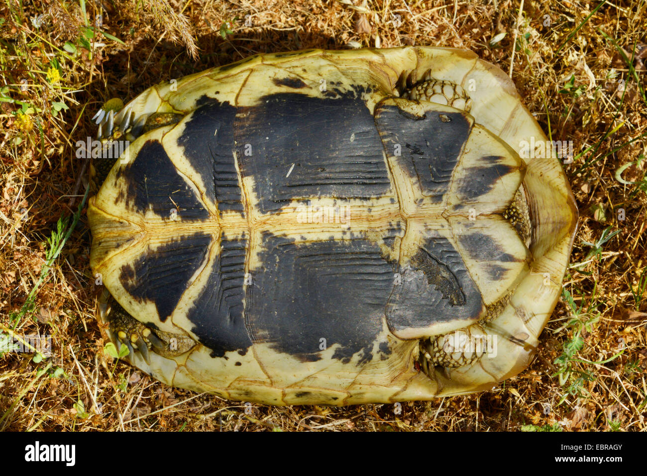 Tortue tortue grecque, Hermanns, Boettgers (tortue Testudo hermanni boettgeri), dessous (plastron) d'un jeune Grec toirtoise, Bulgarie, Biosphaerenreservat Ropotamo Banque D'Images