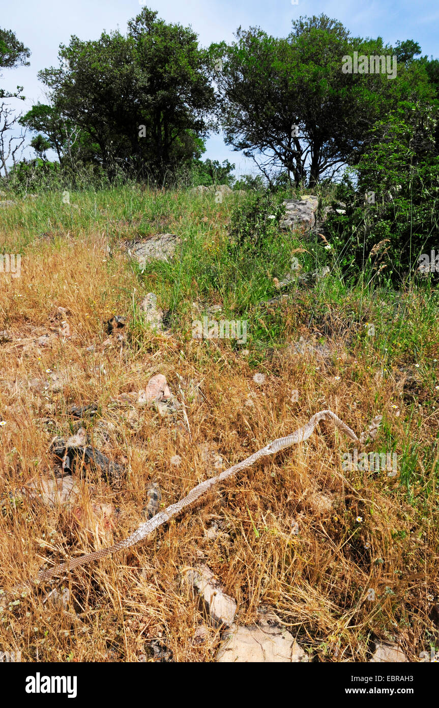 La couleuvre de Montpellier Malpolon monspessulanus insignitus (Malpolon, insignitus), le dépouillement d'une couleuvre de Montpellier, Bulgarie, Biosphaerenreservat Ropotamo Banque D'Images