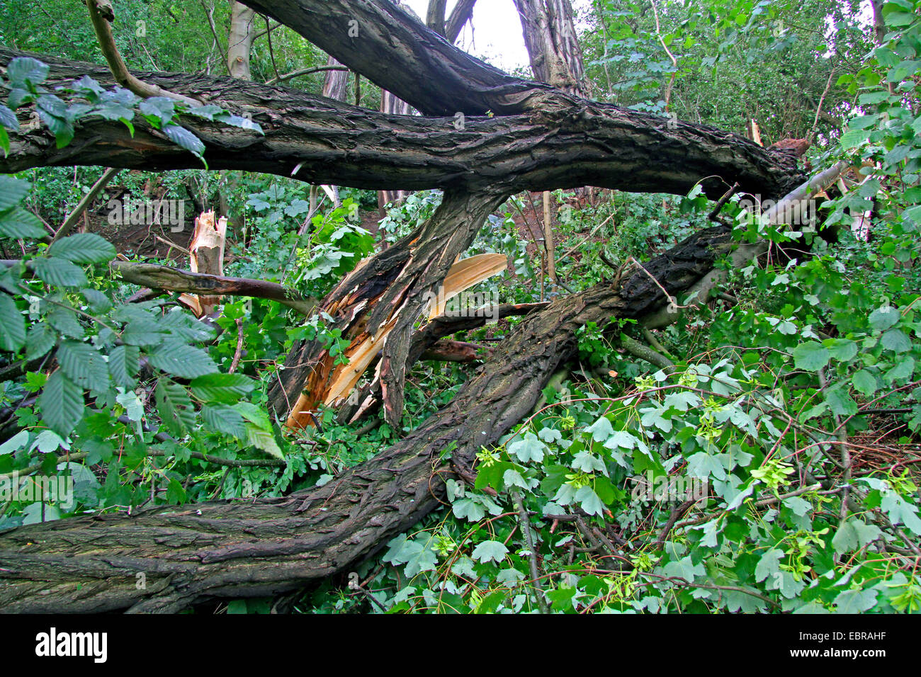 Tombé un tronc de robina, storm front Ela à 2014-06-09, l'Allemagne, en Rhénanie du Nord-Westphalie, région de la Ruhr, à Essen Banque D'Images