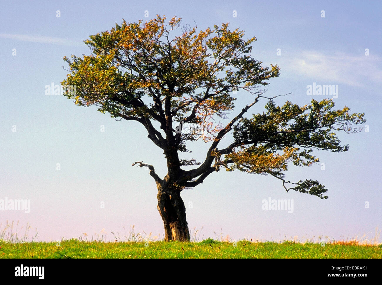 Le hêtre commun (Fagus sylvatica), vieux hêtre formé par le vent, l'Allemagne, l'Baden-Wuertenberg Naturpark-Hochschwarzwald, Banque D'Images