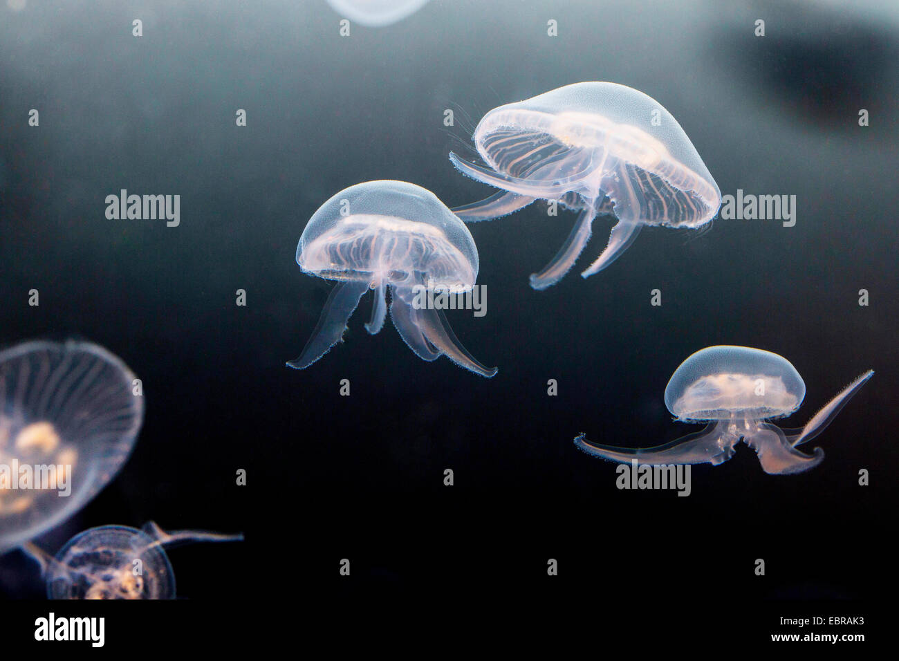 Moon jelly, méduse commune (Aurelia aurita), cinq lune gelées Banque D'Images