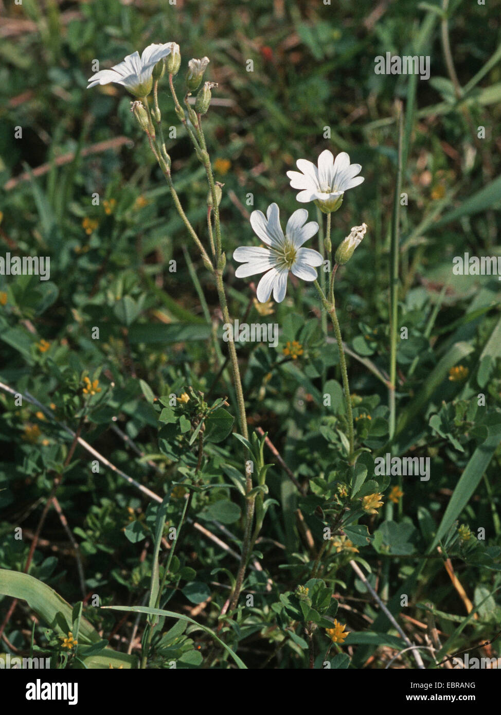 Souris de champ-oreille (Cerastium arvense), blooming, Allemagne Banque D'Images