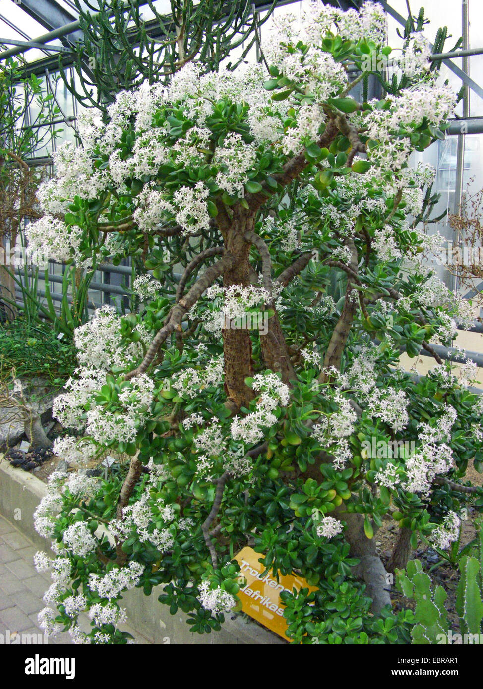 Crassula Portulacea (Arbre de jade) en pot de 2,5 L vert : Plantes et  fleurs méditerranéennes AUTRES PRODUCTEURS balcon terrasse - botanic®