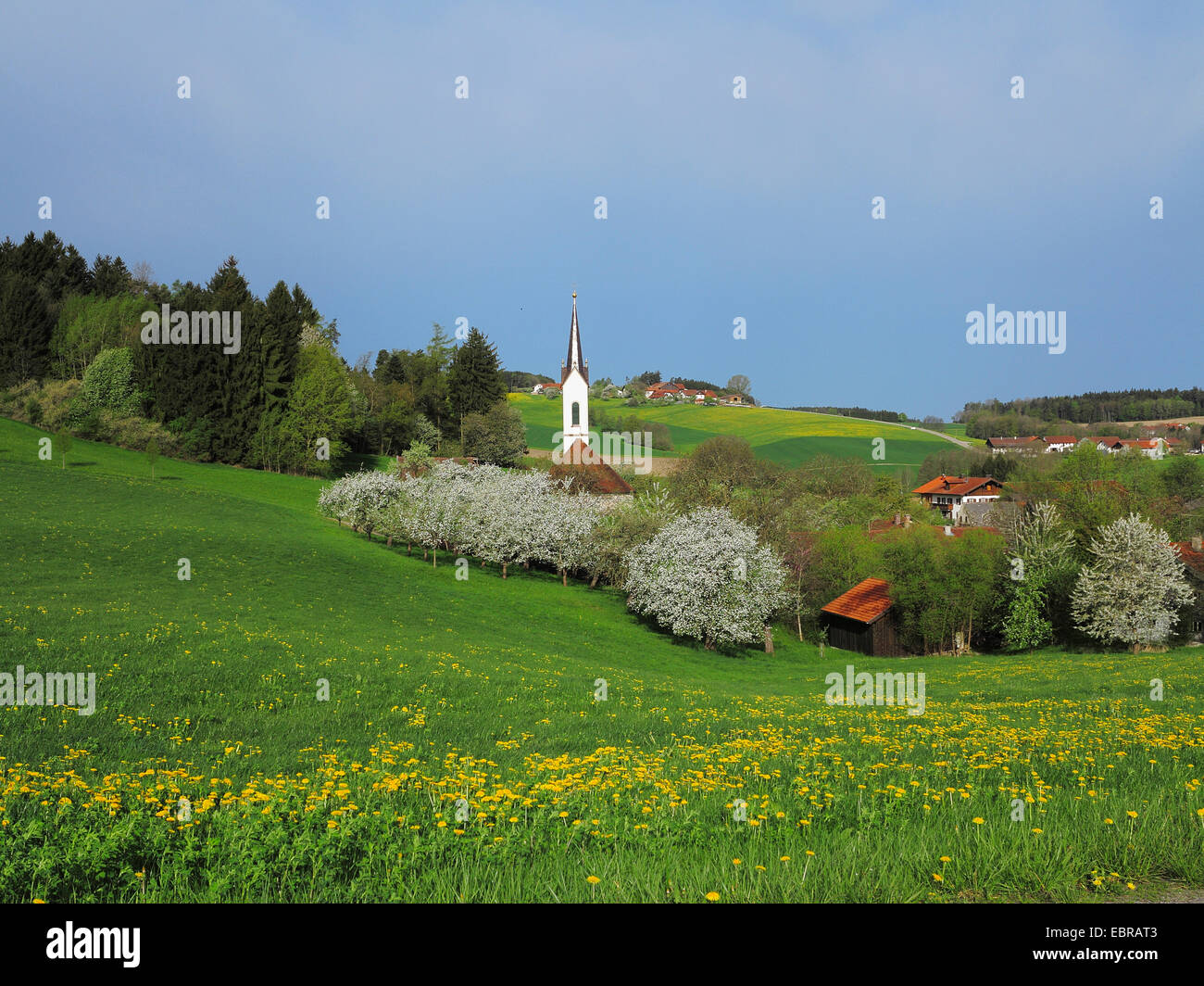 Village avec petite église à l'avant-pays alpin entre les prairies de fleurs d'arbres fruitiers, de l'Allemagne, la Bavière Banque D'Images