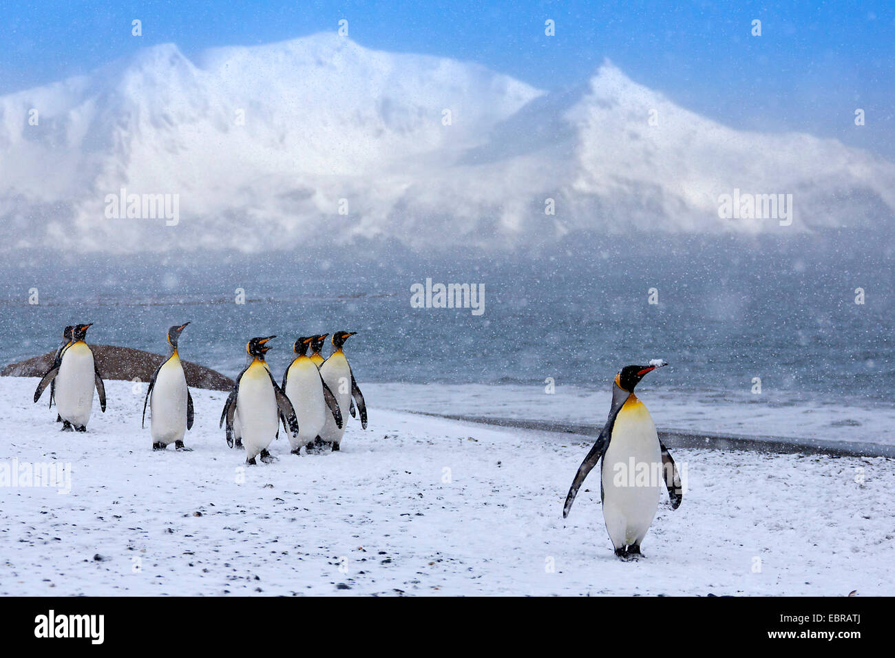 Manchot royal (Aptenodytes patagonicus), groupe de fortes chutes de neige, l'Antarctique, Suedgeorgien, Saint Andrews Bay Banque D'Images
