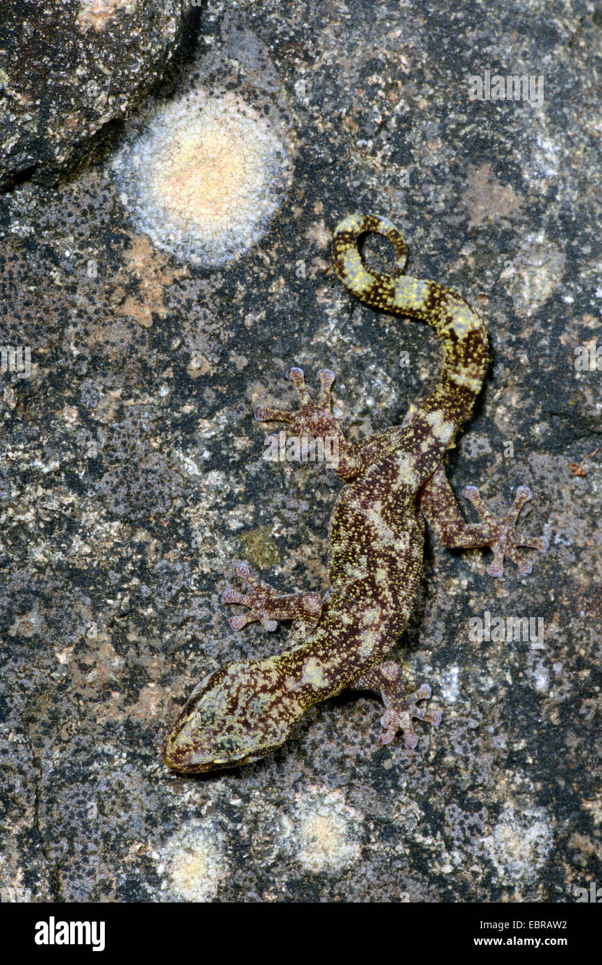 Feuille d'Européen-toed gecko (Phyllodactylus europaeus), bien camouflée sur un rocher, France, Corse Banque D'Images