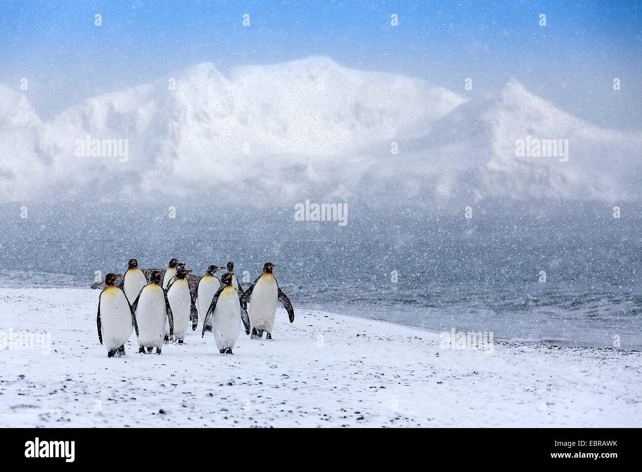 Manchot royal (Aptenodytes patagonicus), groupe de fortes chutes de neige, l'Antarctique, Suedgeorgien, Saint Andrews Bay Banque D'Images