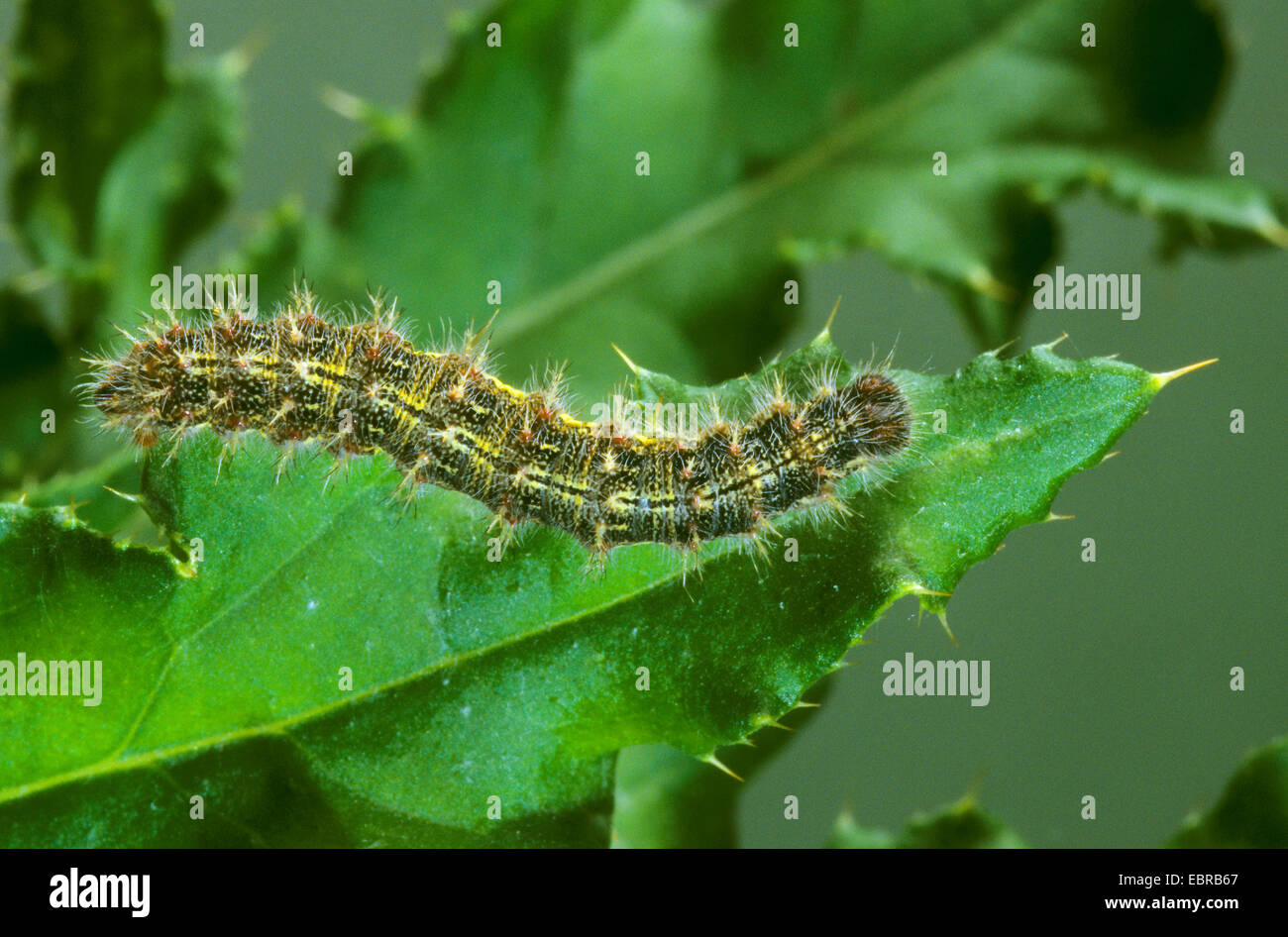 La belle dame (Cynthia cardui, Vanessa cardui, Pyrameis cardui), la belle dame de sabordage de Caterpillar sur une feuille, Allemagne Banque D'Images