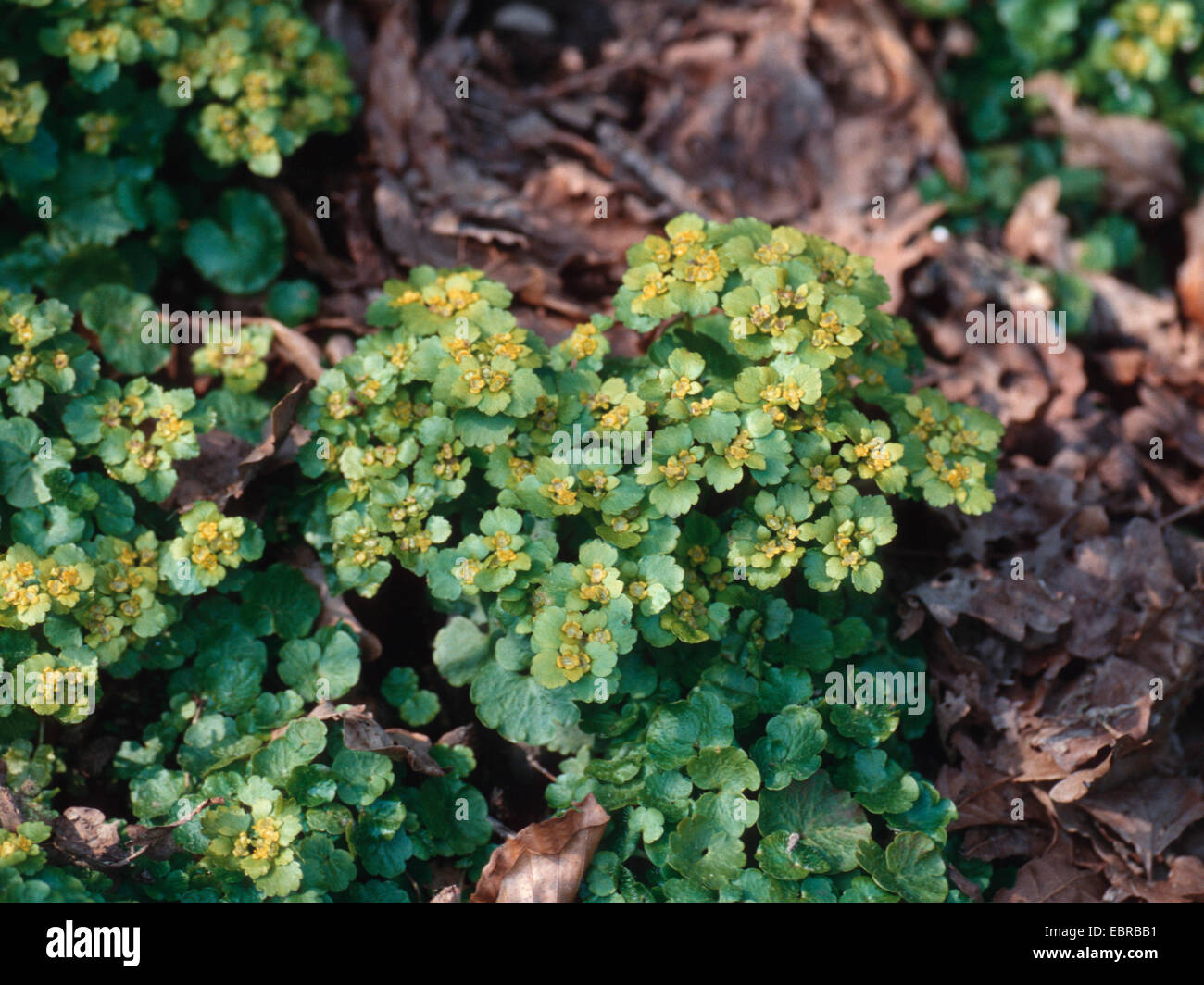 Alternate-leaved golden-saxifrage Chrysosplenium alternifolium), (floraison, Allemagne Banque D'Images