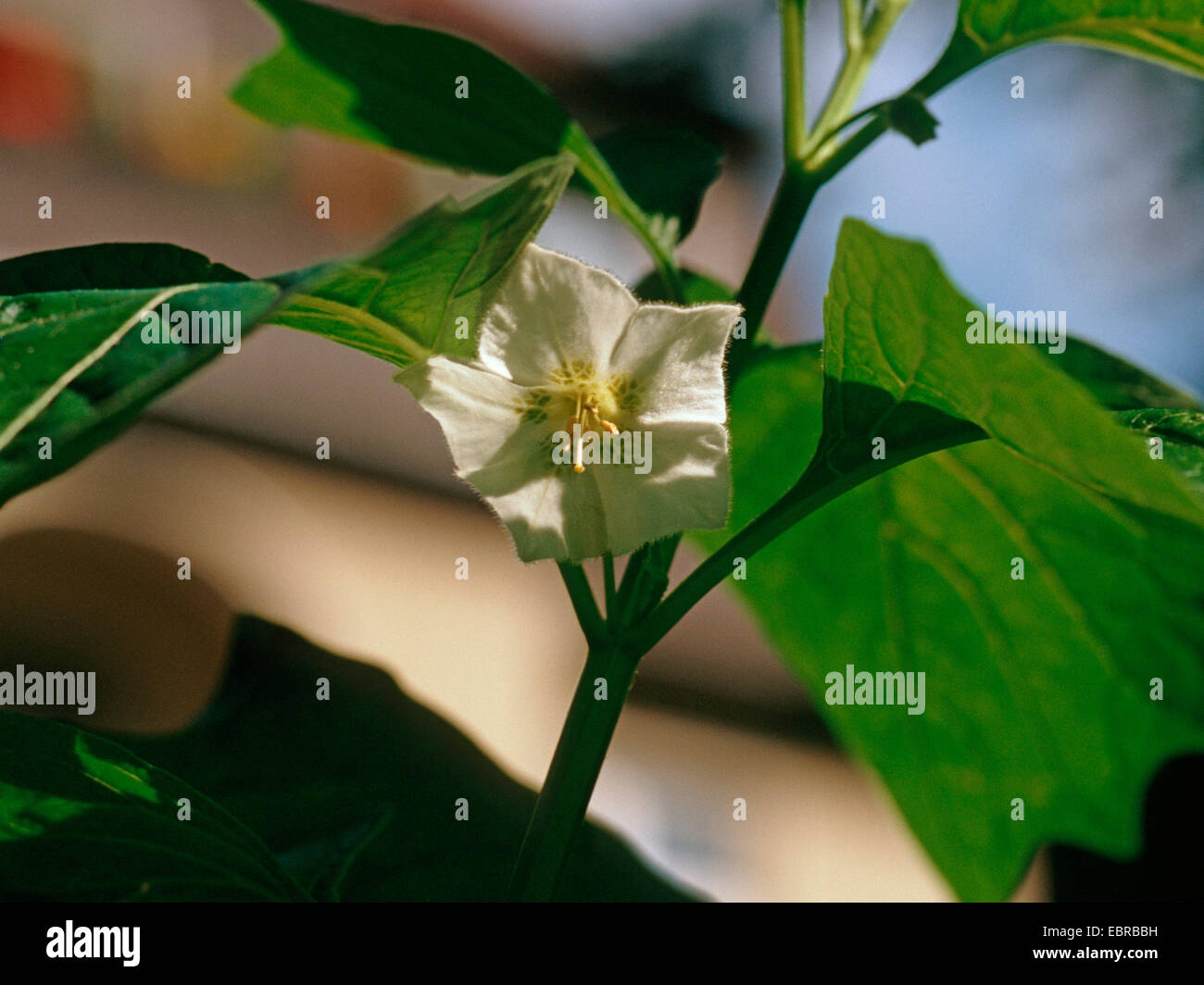 Lampe chinoise, lanterne Japonaise, cerises, fraises d'hiver (tomate Physalis alkekengi var. franchetii, Physalis franchetii), fleur Banque D'Images