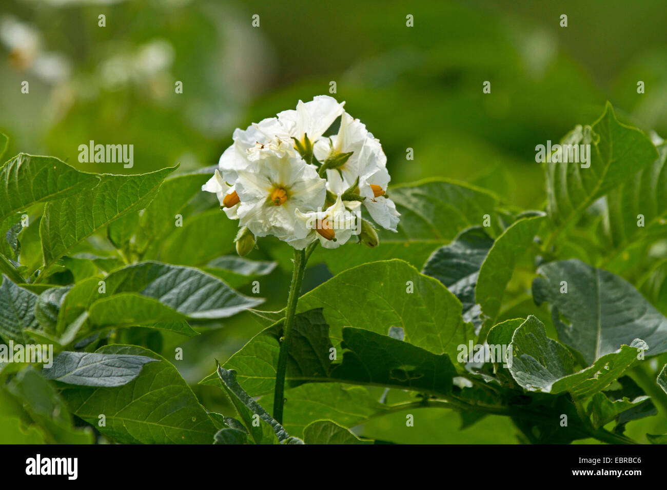 La pomme de terre (Solanum tuberosum), des fleurs, de l'Allemagne, la Bavière Banque D'Images