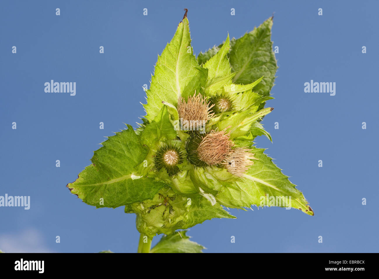 Chardon (Cirsium oleraceum chou), la floraison, Allemagne Banque D'Images