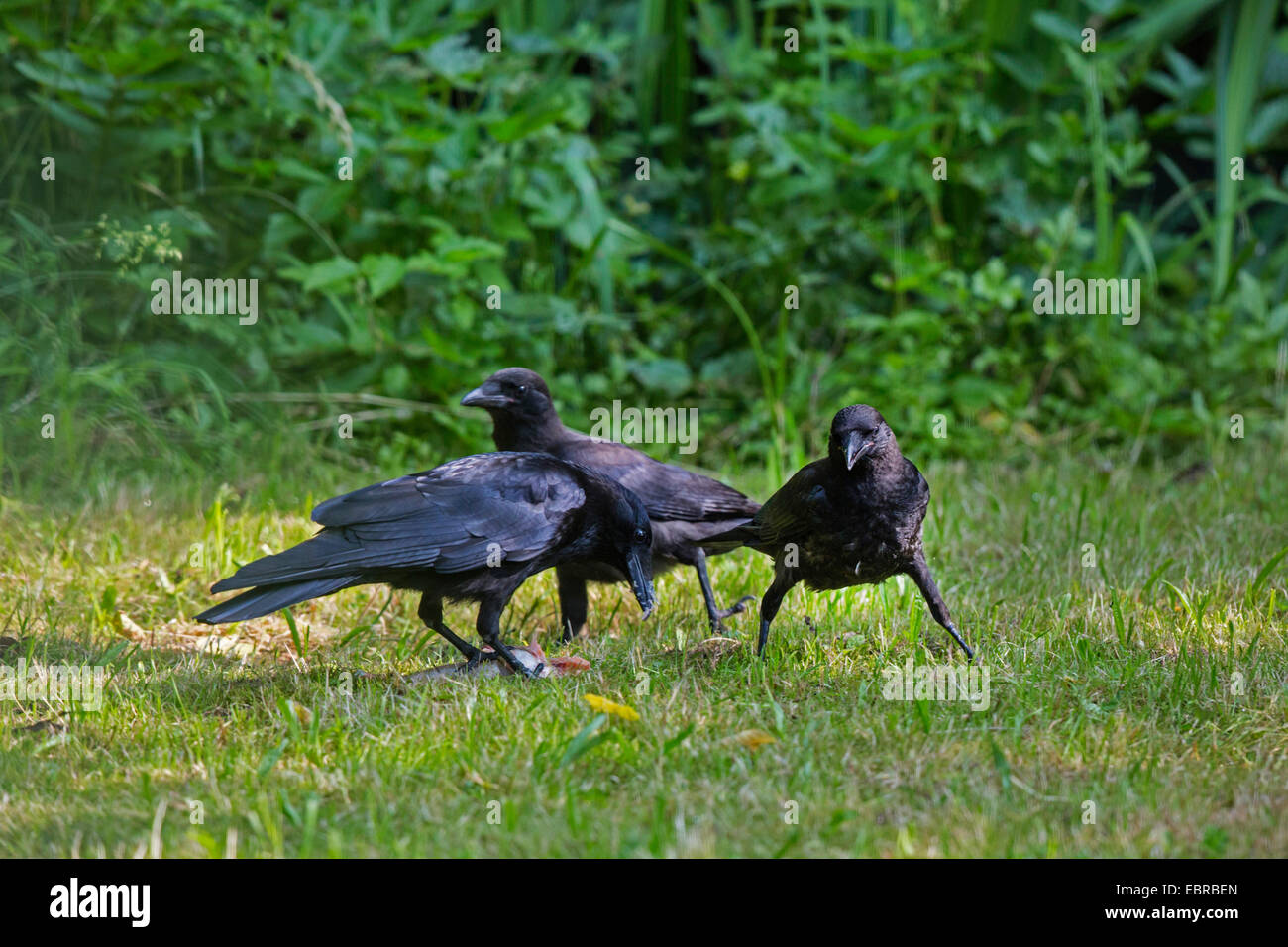 Corneille noire (Corvus corone, Corvus corone corone), Crow adultes avec deux corneilles juvéniles à un poisson mort, l'Allemagne, la Bavière Banque D'Images