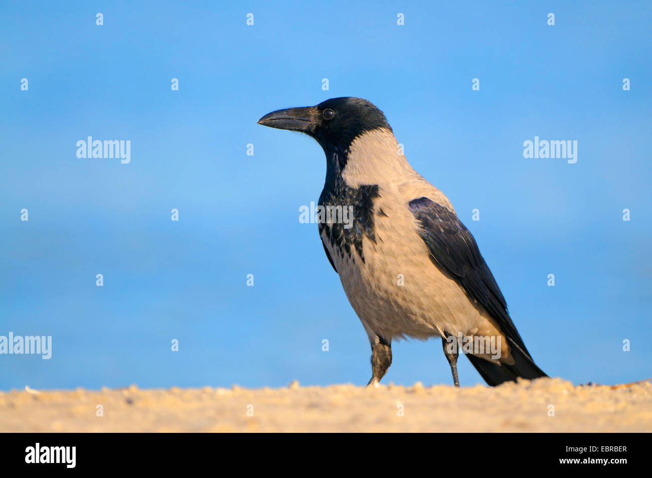 Hooded crow (Corvus corone cornix, Corvus cornix), des profils sur la plage de la mer Baltique, l'Allemagne, de Mecklembourg-Poméranie occidentale, Saxe Lagoon Salon National Park, Prerow Banque D'Images