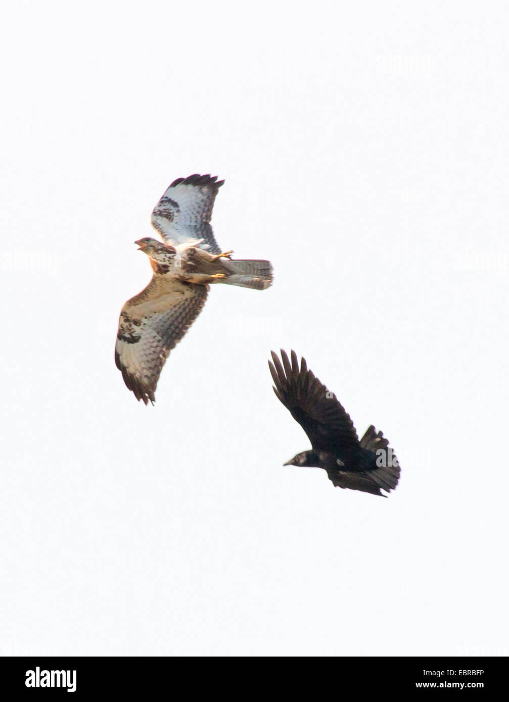 Corneille noire (Corvus corone, Corvus corone corone), Crow attaquer buse variable en vol, l'ALLEMAGNE, Basse-Saxe, Spiekeroog Banque D'Images