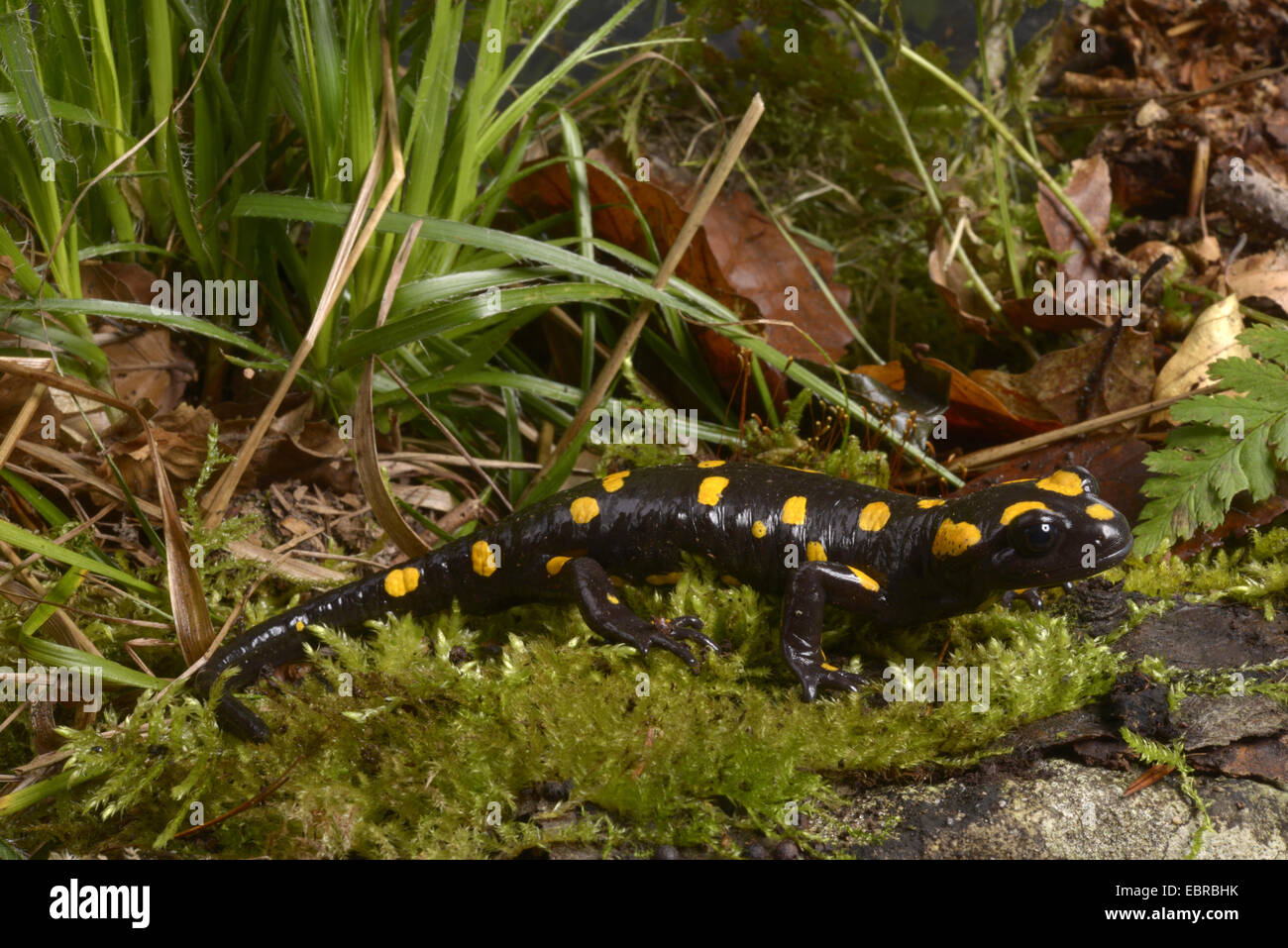 Salamandre terrestre (Salamandra Corse Corse), assis sur de la mousse, la France, la Corse, le Col de Bavella Banque D'Images