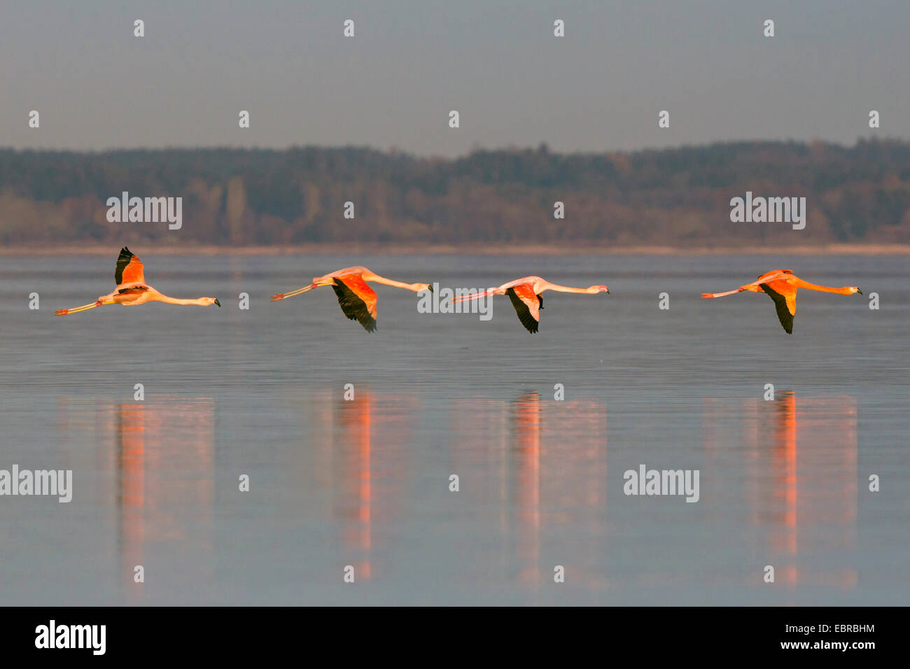 Flamant rose, American flamingo, Caraïbes Flamingo (Phoenicopterus ruber ruber), l''hiver, volant au-dessus d'un lac, l'Allemagne, la Bavière, le lac de Chiemsee Banque D'Images