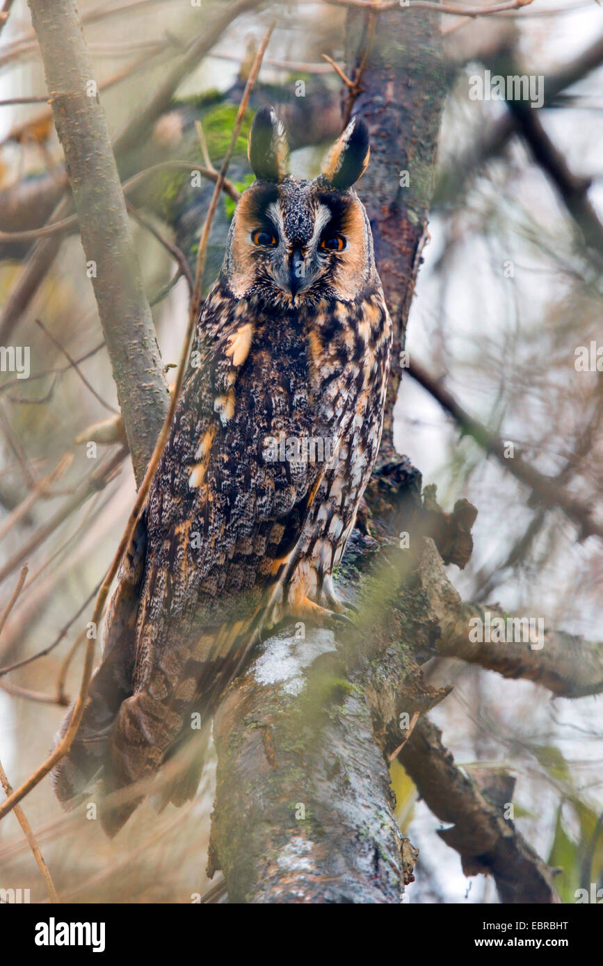 Long-eared Owl (Asio otus), assure avec oreilles plumes érigée, l'Allemagne, la Bavière Banque D'Images