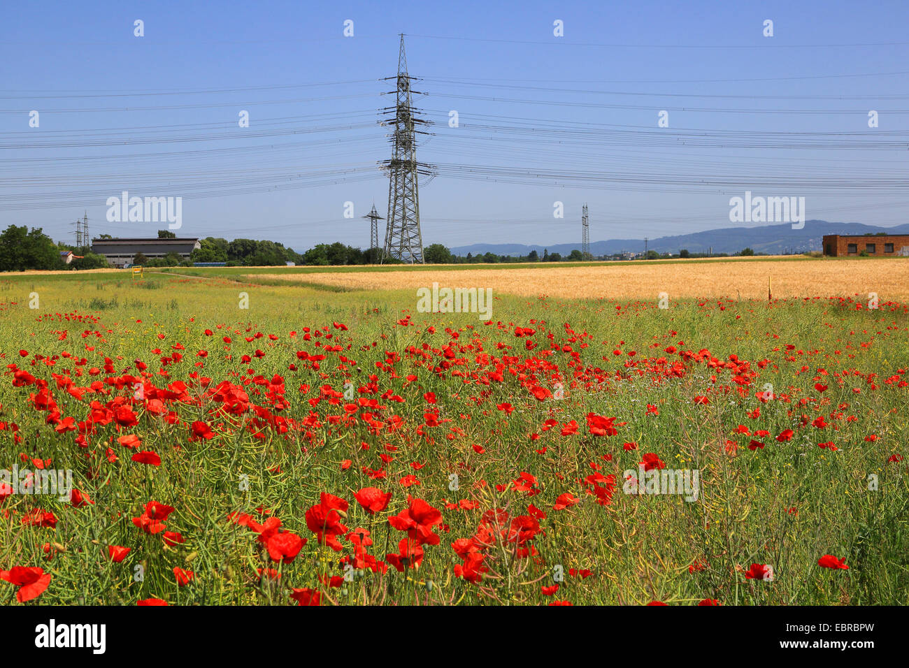 Pavot coquelicot, Commun, Rouge Coquelicot (Papaver rhoeas), champs de coquelicots avec les lignes de transmission, Allemagne Banque D'Images