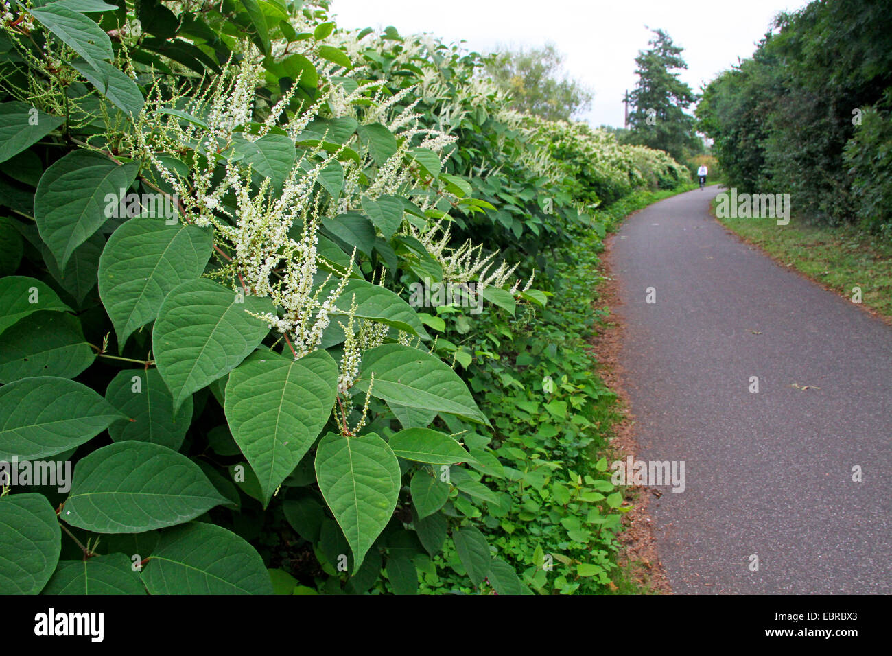 La renouée japonaise (Fallopia japonica, Reynoutria japonica), de plantes fleuries à Ruhr-Valley, piste cyclable, Allemagne Nordrhein Westfalen Banque D'Images