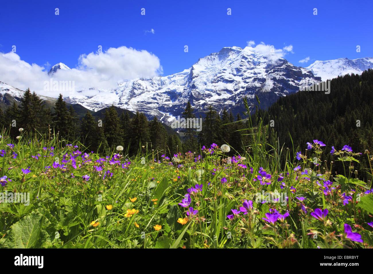 Vue depuis un pâturage à une montagne, avec l'Eiger (3970 m), Moench (4107 m) et la Jungfrau (4158 m), Suisse, Berne, Oberland Bernois Banque D'Images