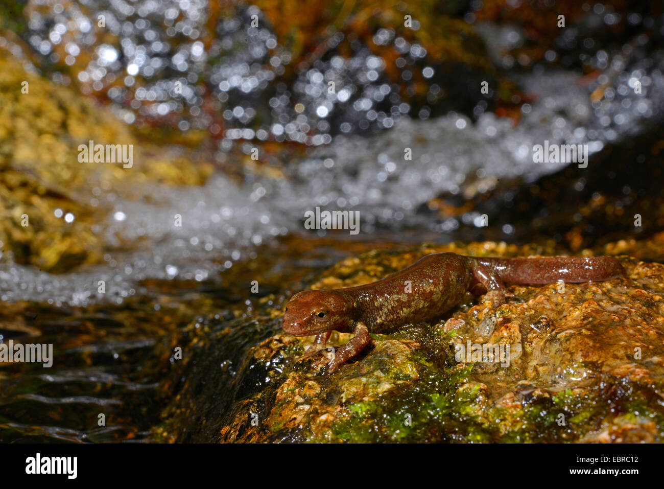 Corsian brook salamandre, montagne corse newt (Euproctus montanus), homme , la France, la Corse, le Col de Bavella Banque D'Images