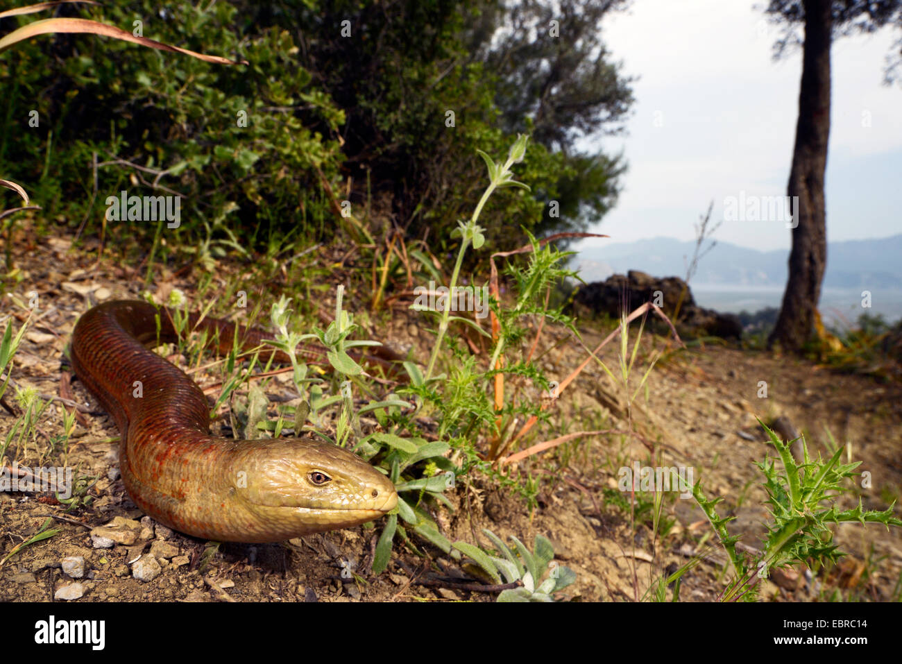 Verre européen lézard, lézard de verre blindé (Ophisaurus apodus, Pseudopus apodus), l'enroulement sur le terrain, la Turquie, la Lycie, Mugla, Dalyan Banque D'Images