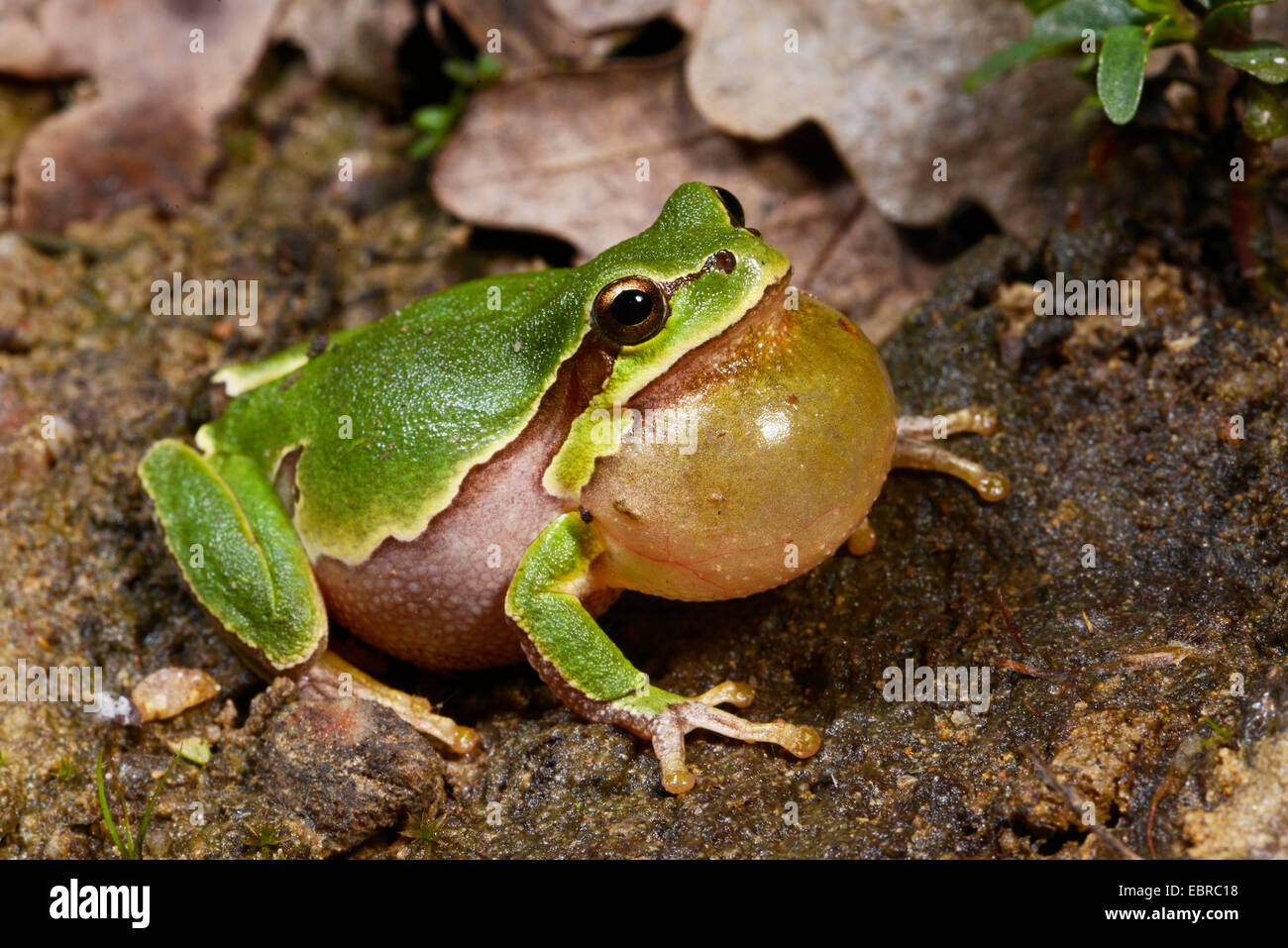 Rainette, l'Europe de l'Est européen commun, grenouille rainette versicolore (Hyla orientalis, Hyla arborea orientalis), crève sur le terrain, la Turquie, Thrace Banque D'Images