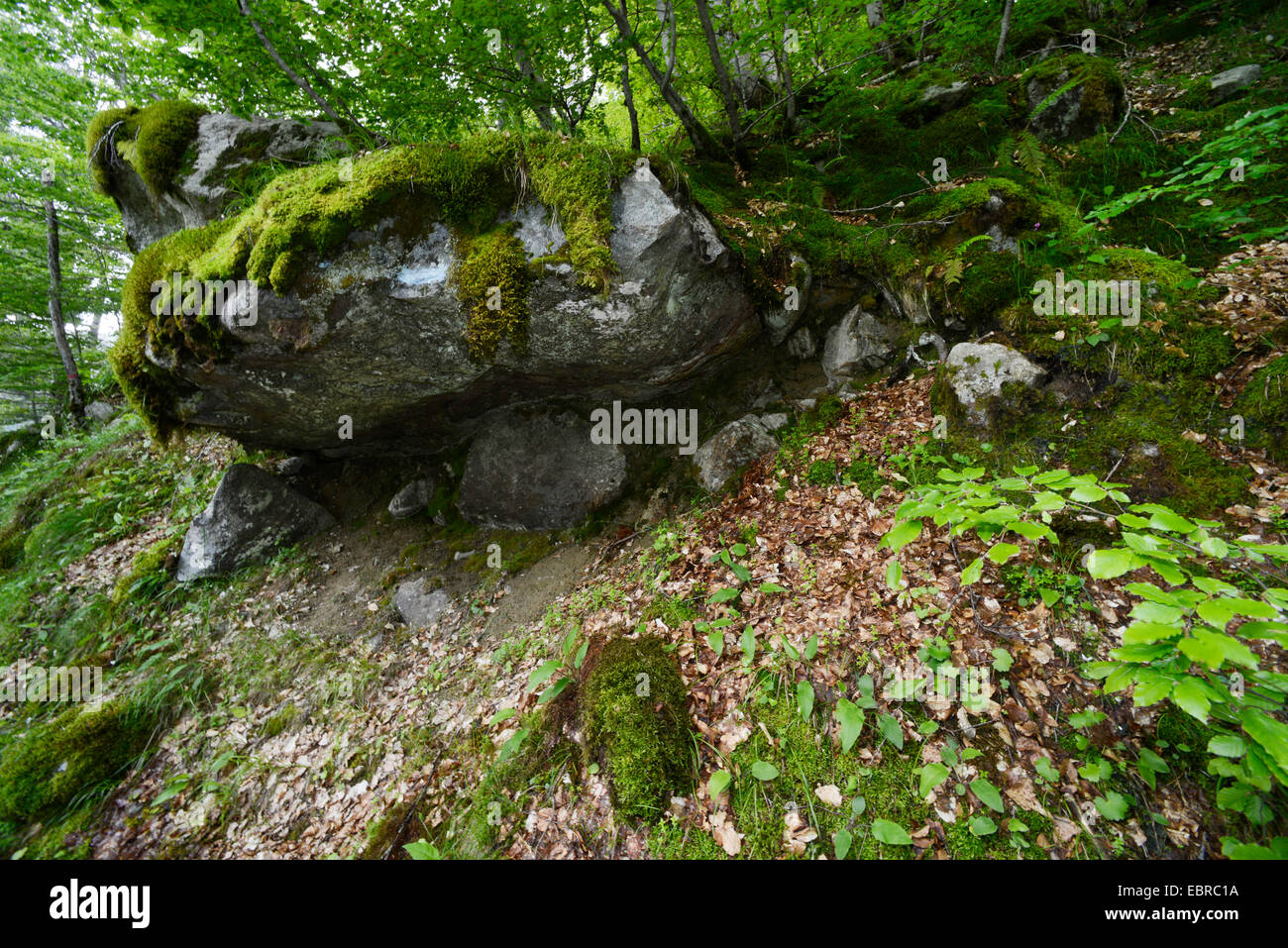 Roche de granit dans une forêt, France, Corse, Monte dAEOro Banque D'Images