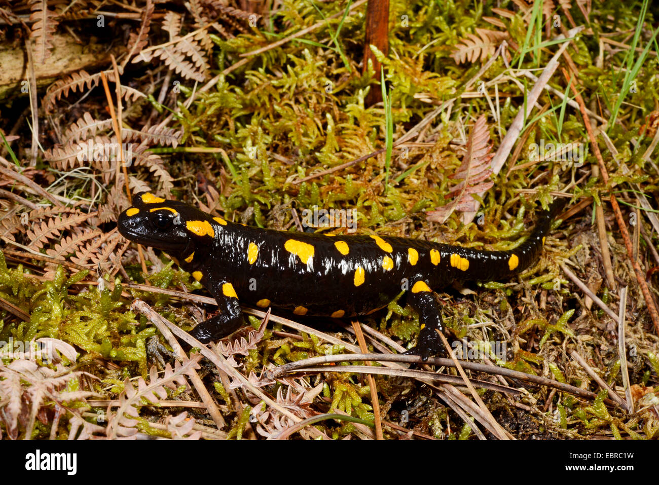 Salamandre terrestre (Salamandra Corse Corse), sur de la mousse, la France, la Corse, le Col de Bavella Banque D'Images